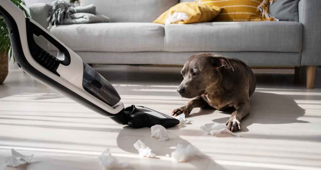 How to Deep Clean a House with Pets | Danbury House Cleaning Experts